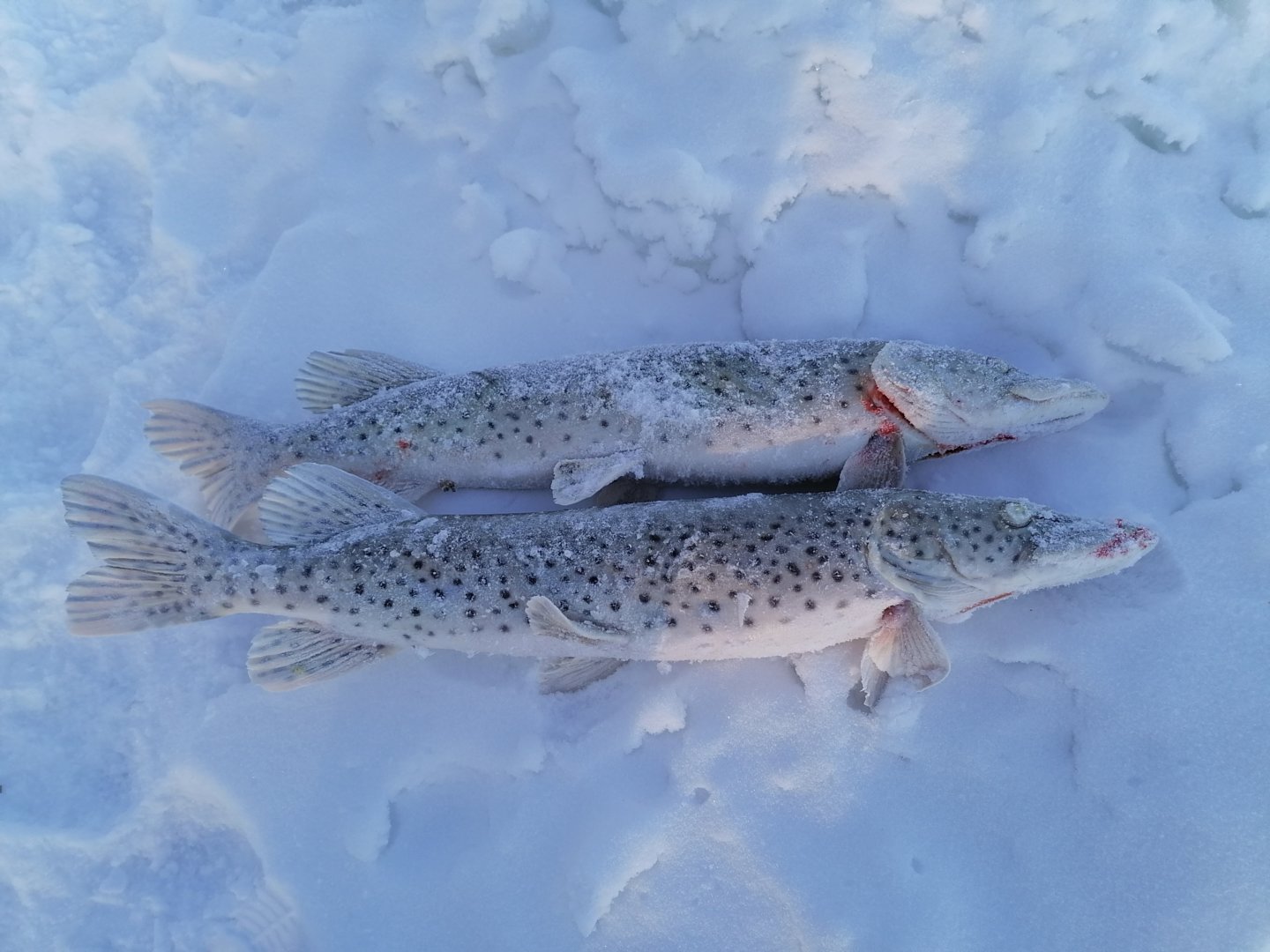 IMG_20201227_151010.jpg