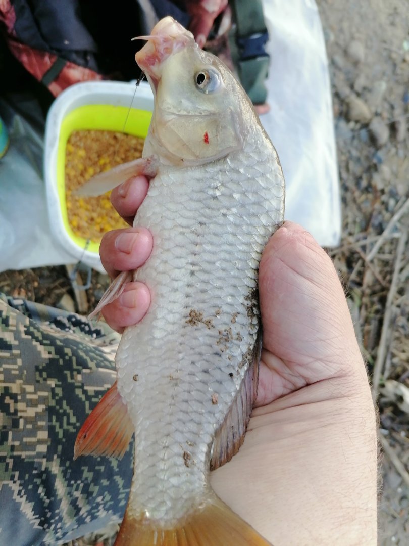 IMG_20210717_053014.jpg IMG_20210717_053014.jpg