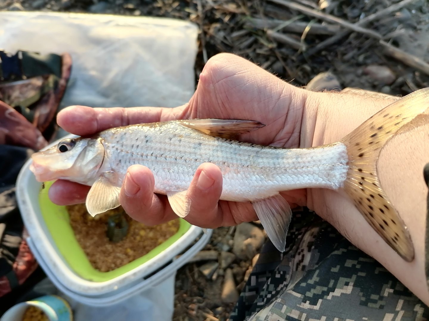 IMG_20210717_055751.jpg IMG_20210717_055751.jpg