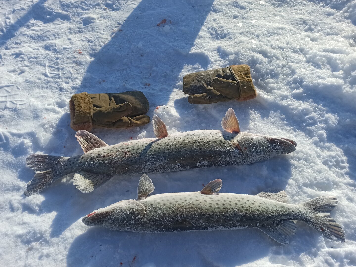 IMG_20220121_112547.jpg