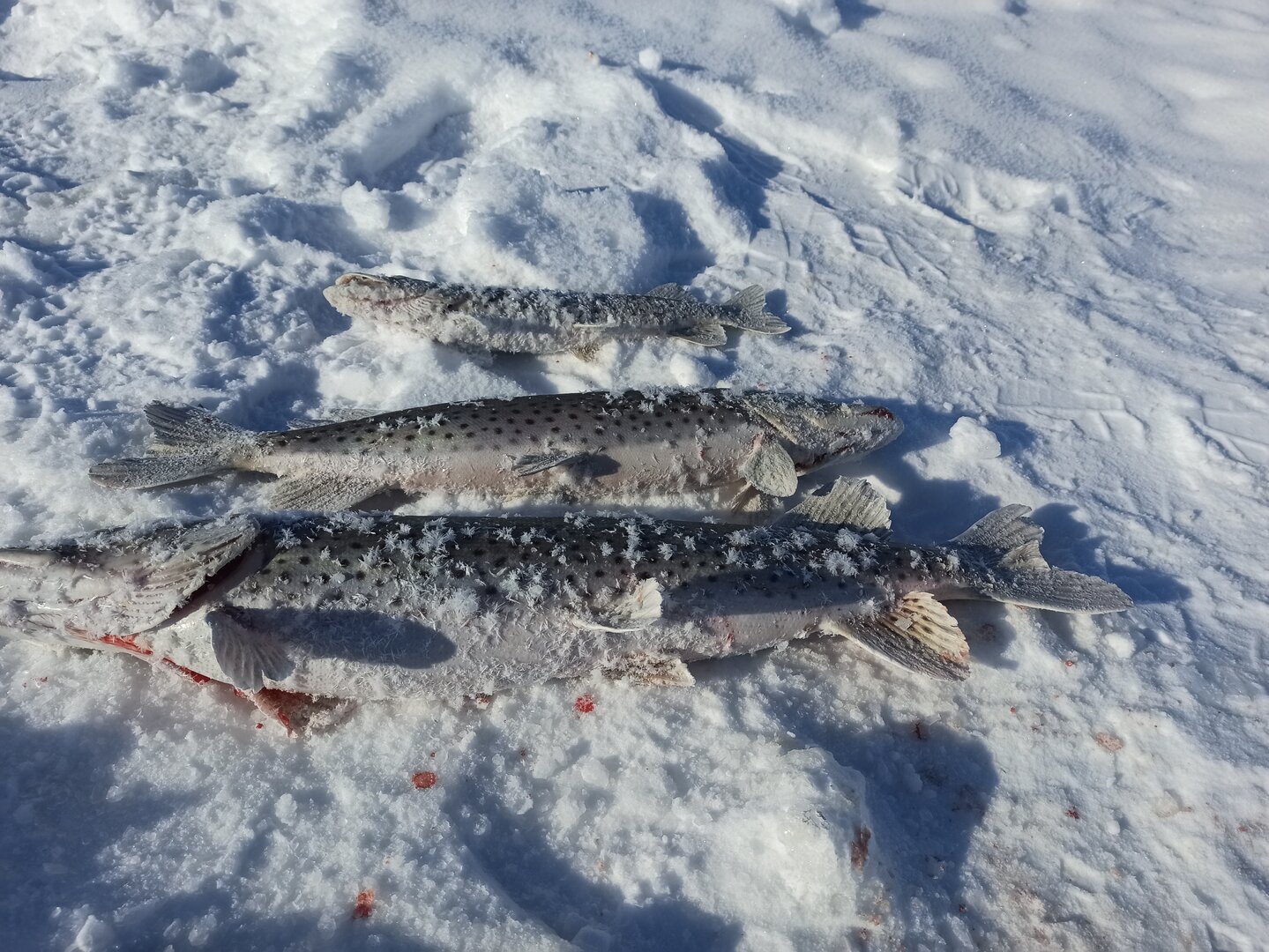 IMG_20220121_143119.jpg