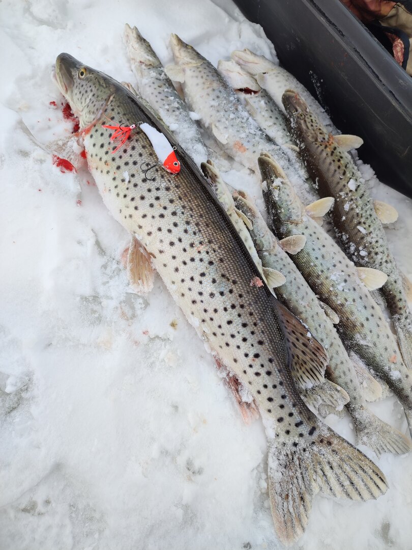 IMG_20220221_123759.jpg IMG_20220221_123759.jpg