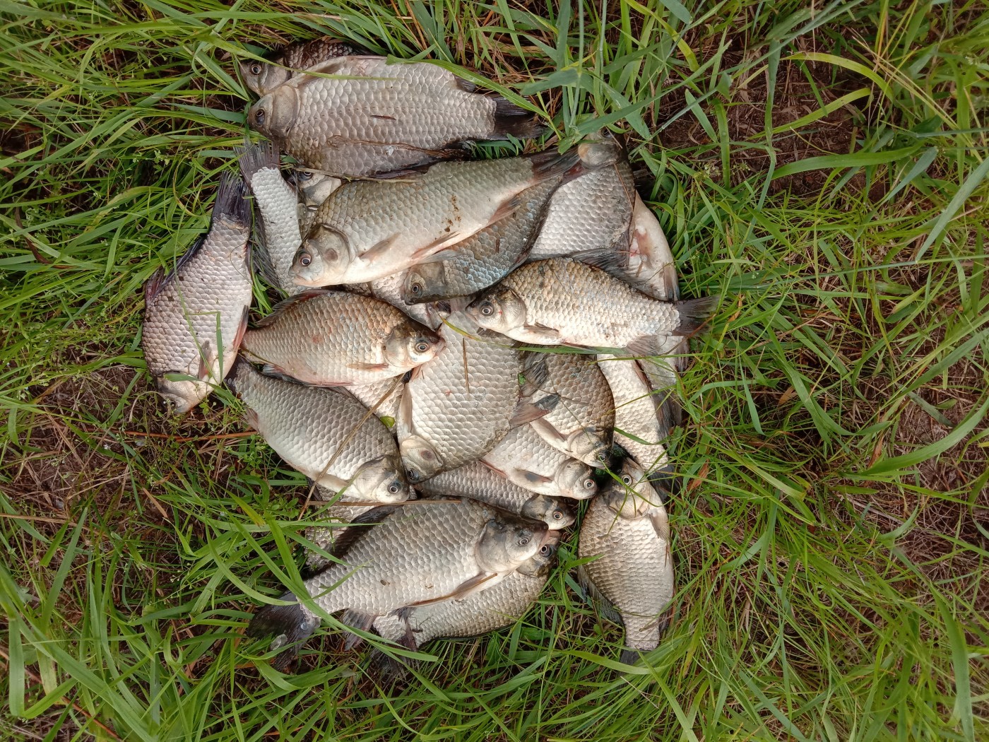 IMG_20220703_081510.jpg