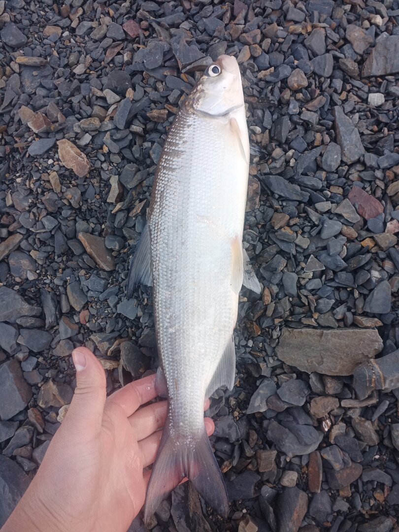 IMG_20221009_095226_361.jpg IMG_20221009_095226_361.jpg