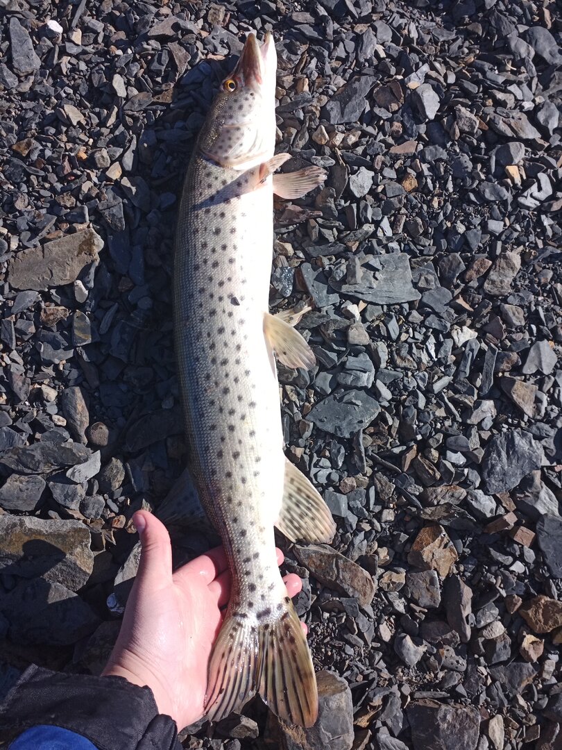 IMG_20221009_132713_963.jpg IMG_20221009_132713_963.jpg