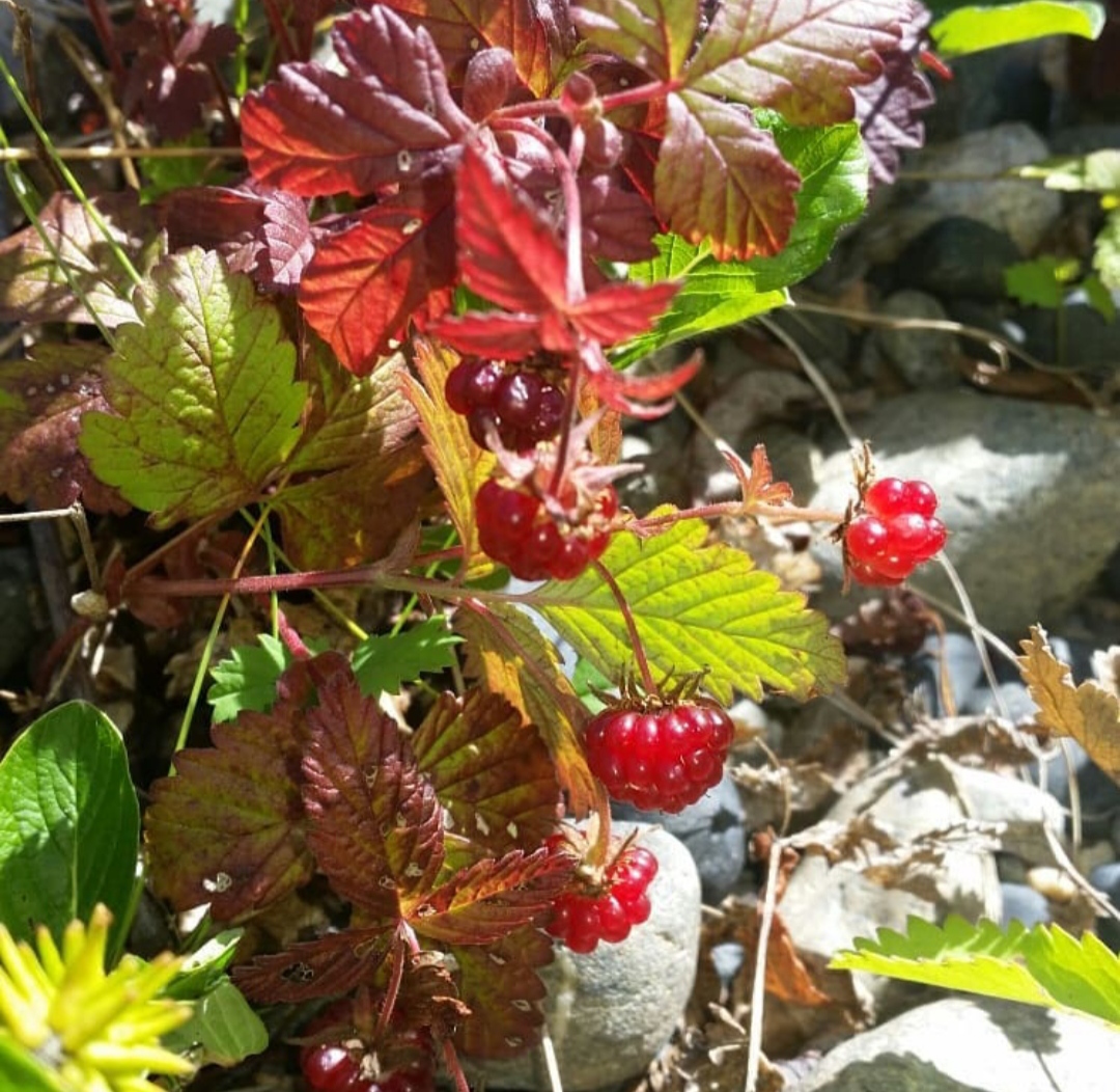 IMG_20221011_170132.jpg
