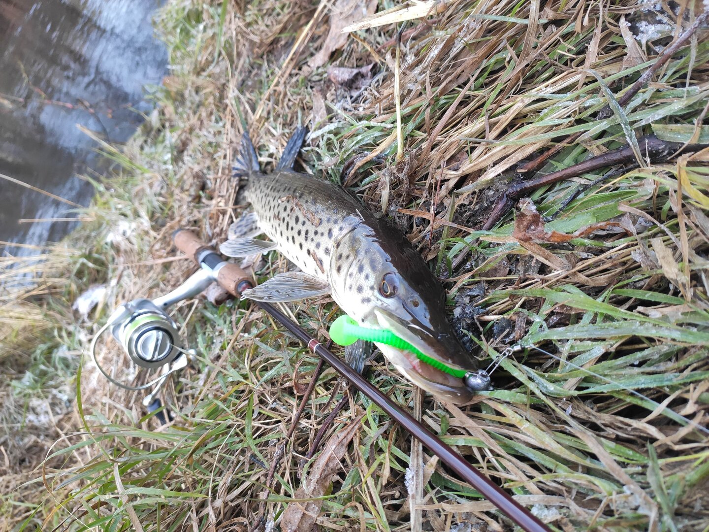 IMG_20221018_074727.jpg IMG_20221018_074727.jpg