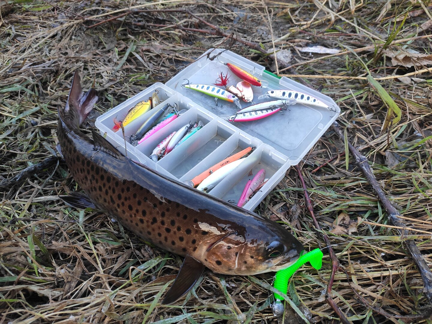 IMG_20221018_075238.jpg IMG_20221018_075238.jpg