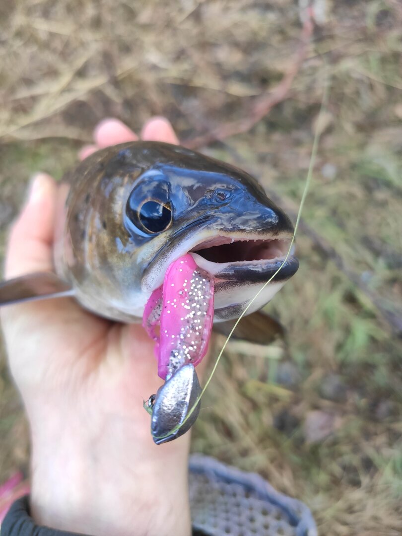 IMG_20221018_134238.jpg IMG_20221018_134238.jpg