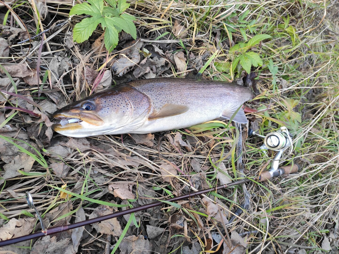 IMG_20221020_164534.jpg IMG_20221020_164534.jpg