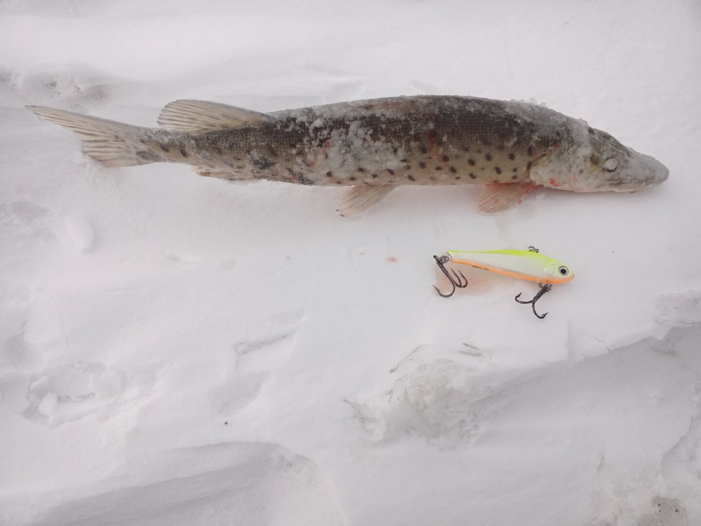 IMG_20221203_135719_754.jpg IMG_20221203_135719_754.jpg