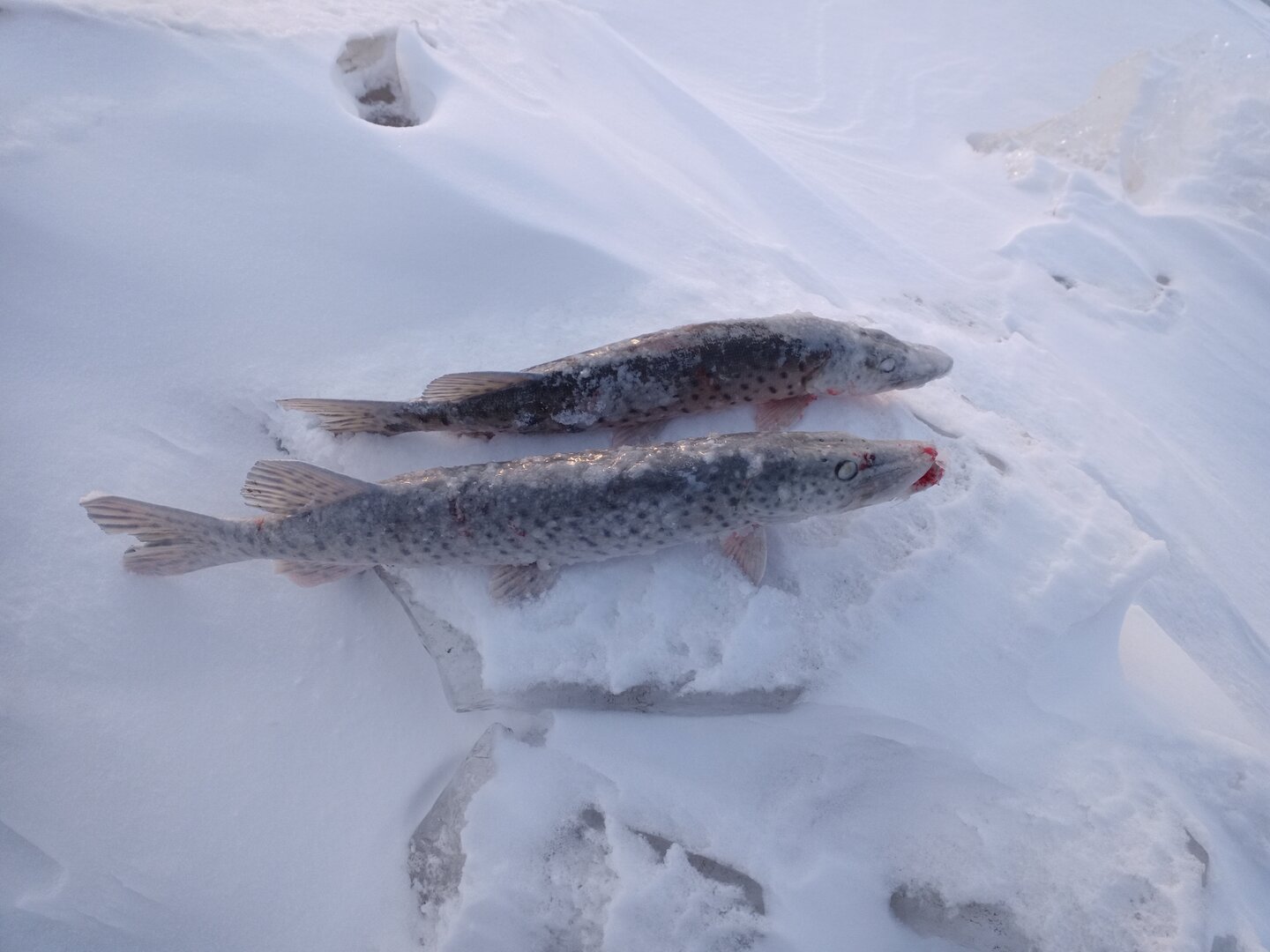 IMG_20221203_160828_233.jpg IMG_20221203_160828_233.jpg