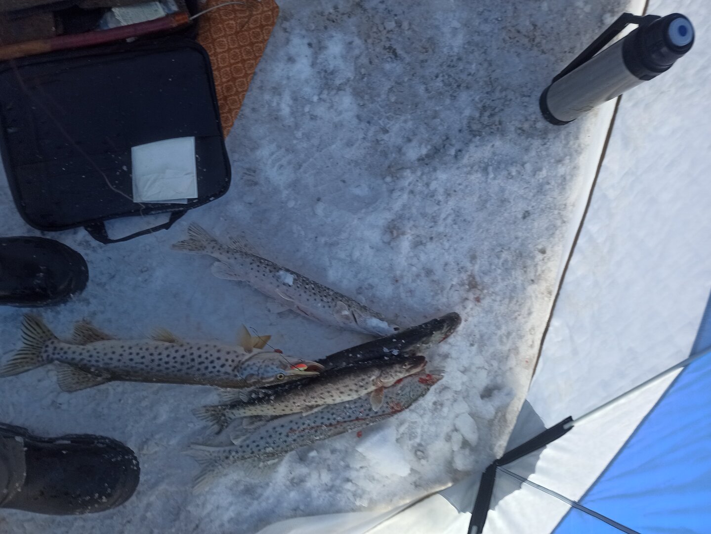 IMG_20230128_113432.jpg