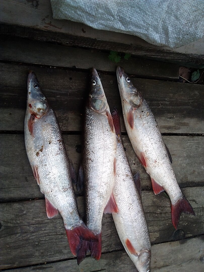 IMG_20230603_084211.jpg IMG_20230603_084211.jpg