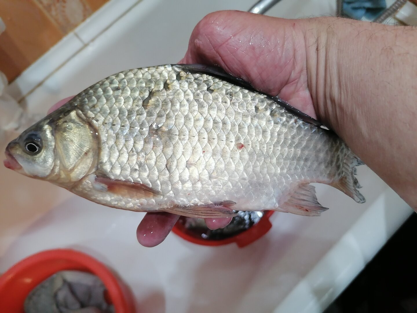 IMG_20230606_201137.jpg