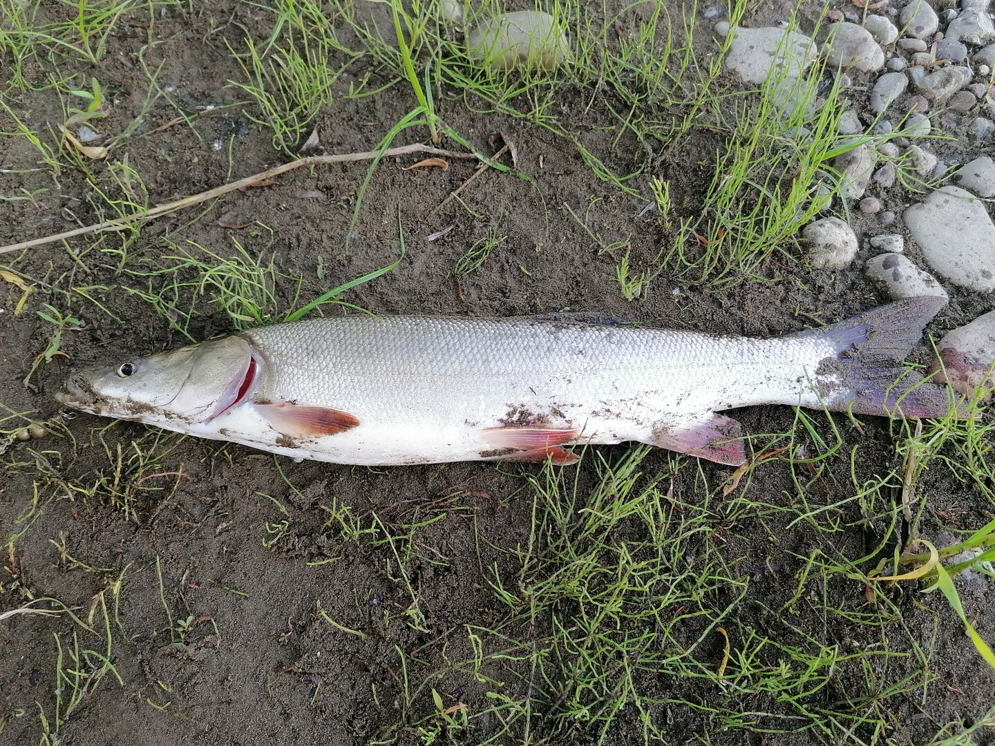 IMG_20230630_060434.jpg