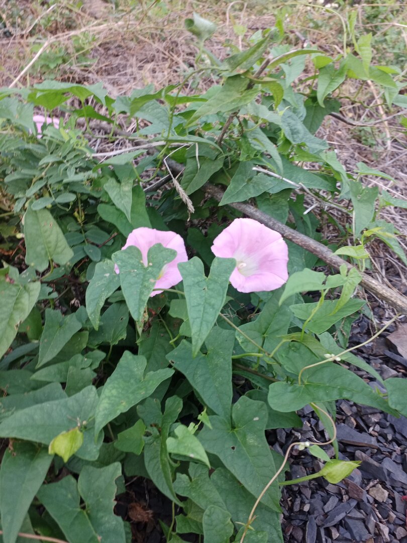IMG_20230827_182046_068.jpg