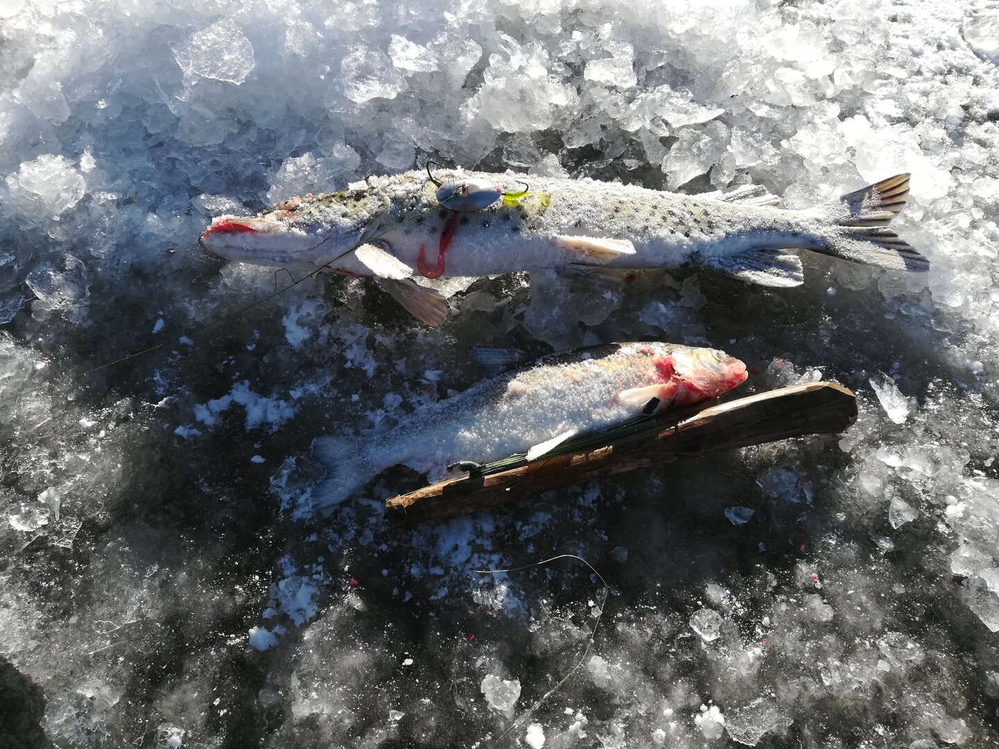 IMG_20231120_124556.jpg