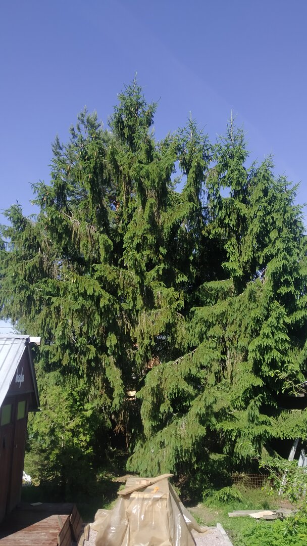 IMG_20240616_091708.jpg