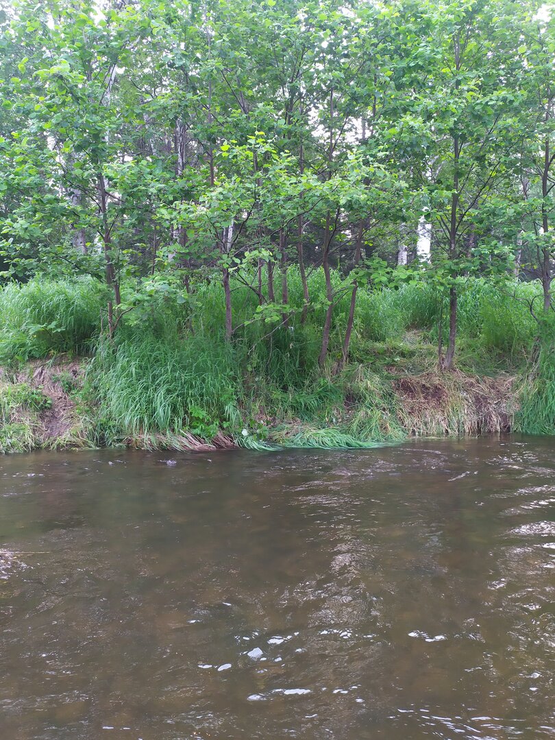 IMG_20240703_065223.jpg