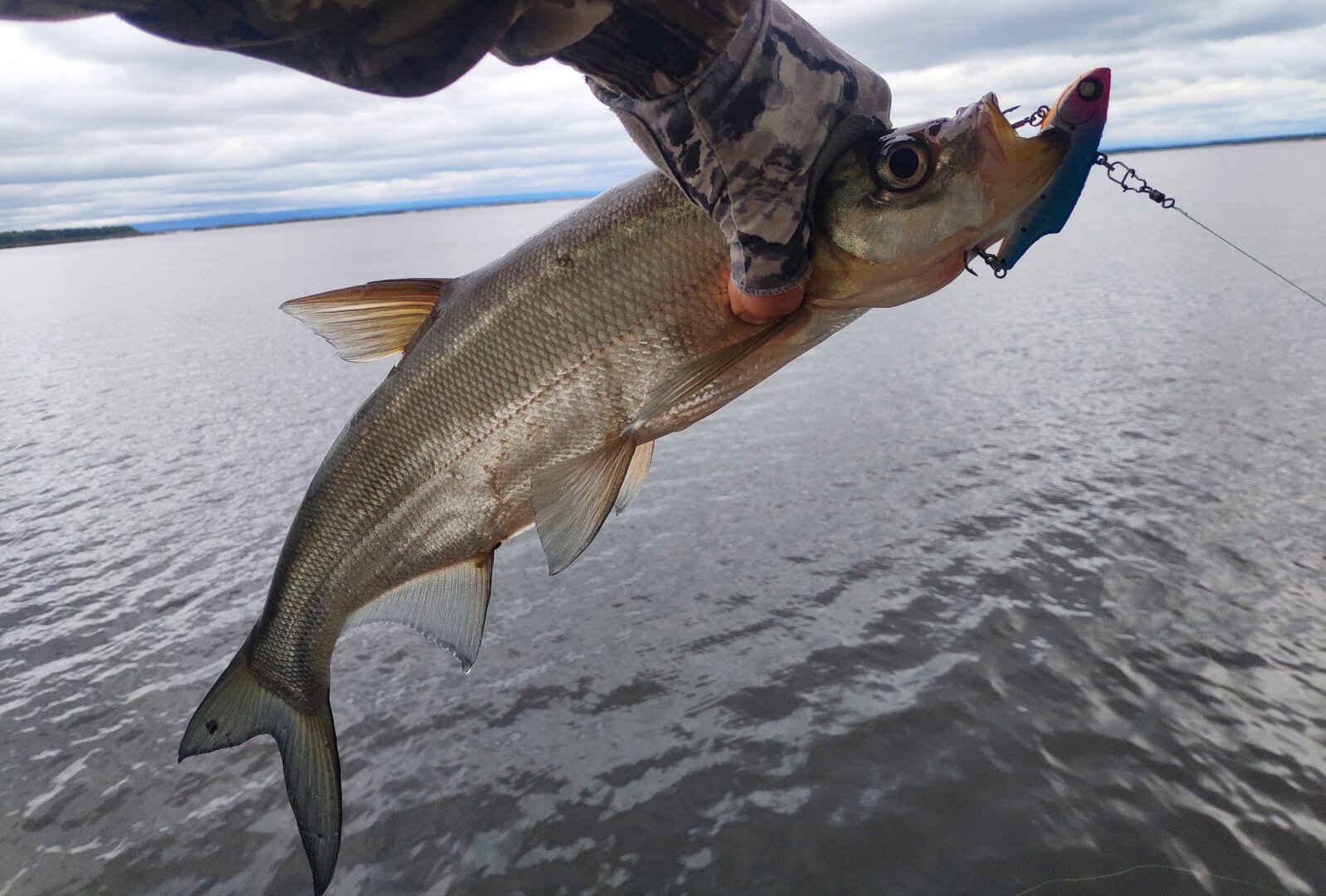 IMG_20240712_160941.jpg IMG_20240712_160941.jpg