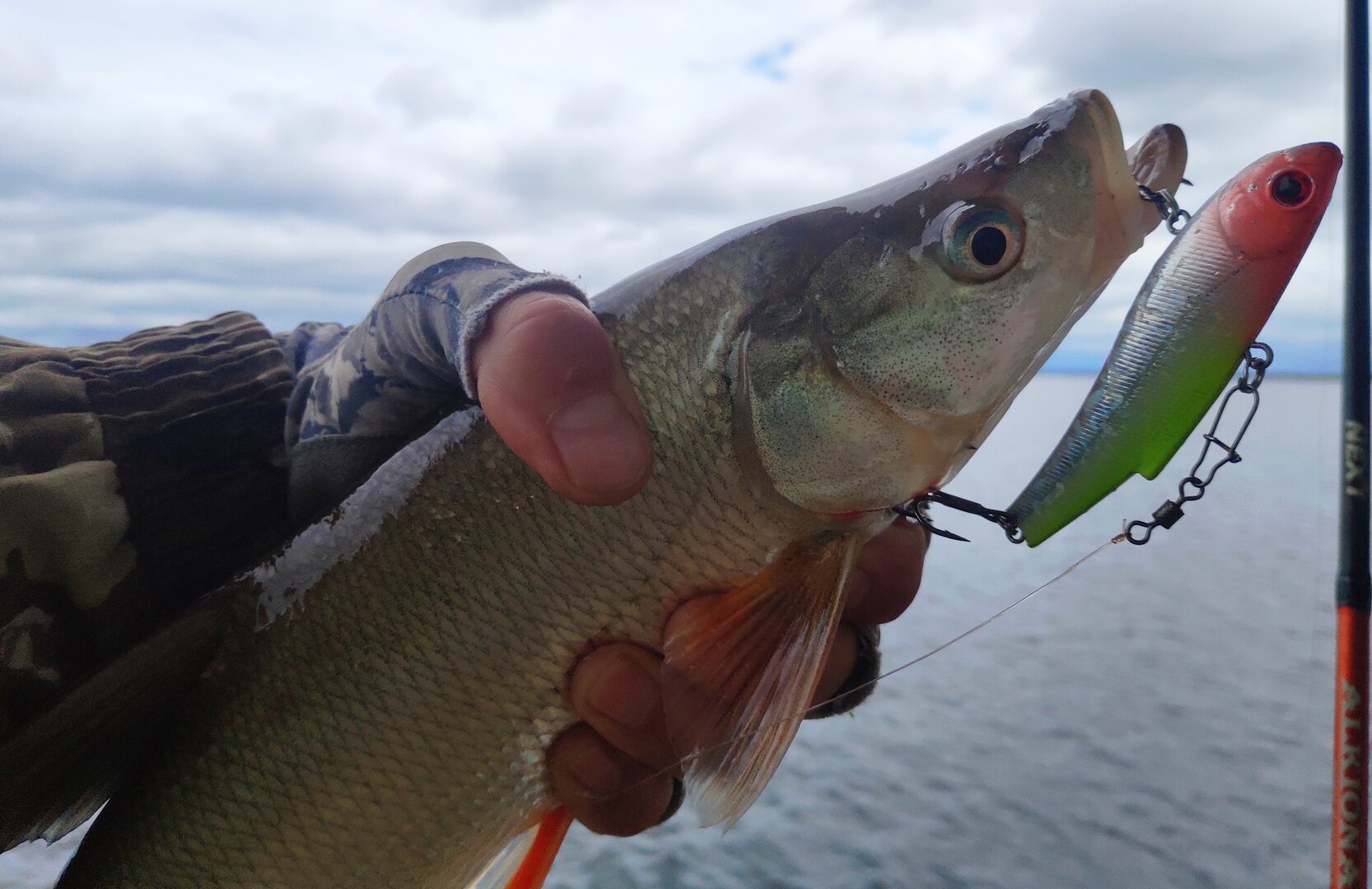 IMG_20240712_161102.jpg IMG_20240712_161102.jpg