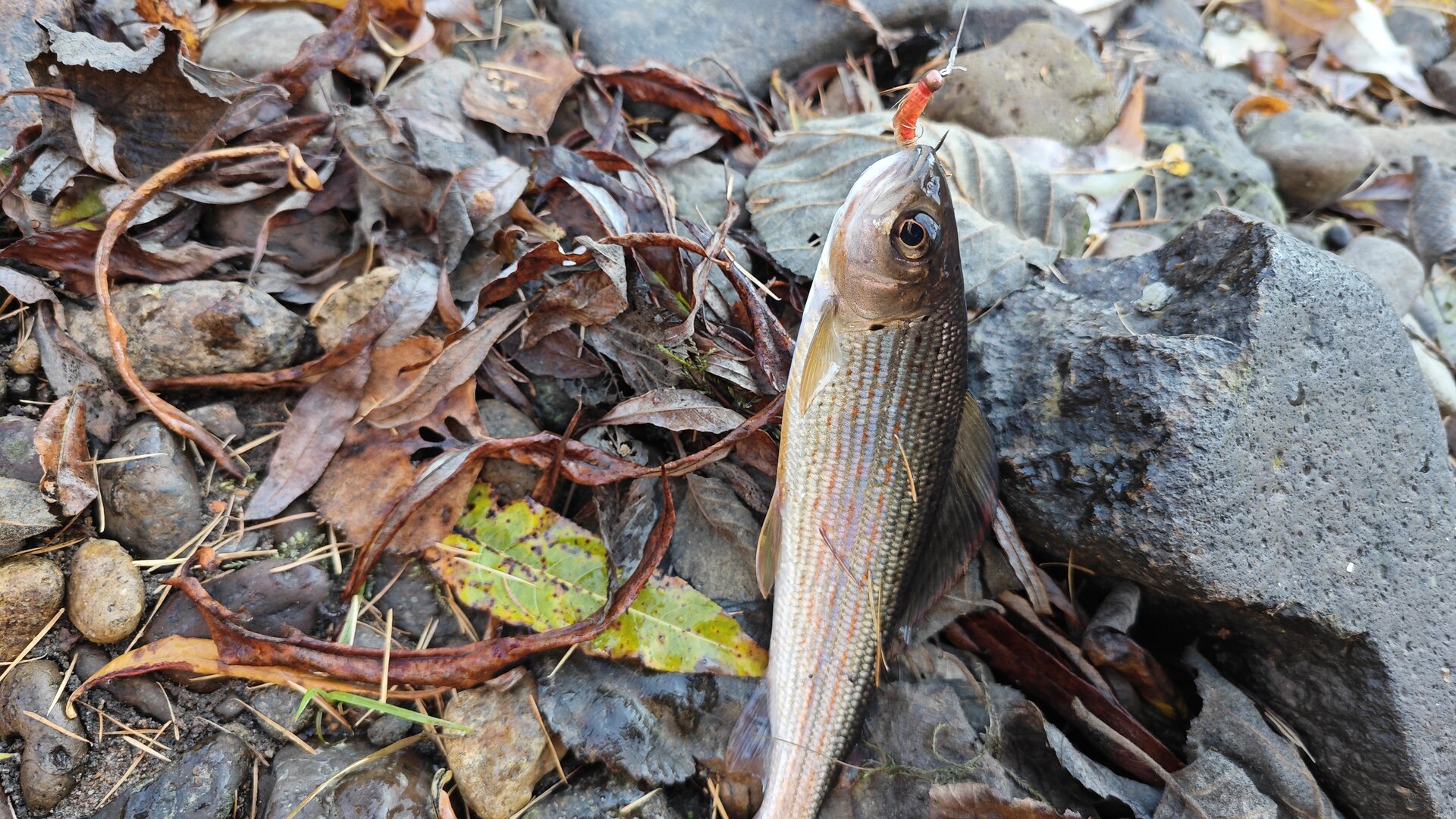 IMG_20241012_082525.jpg