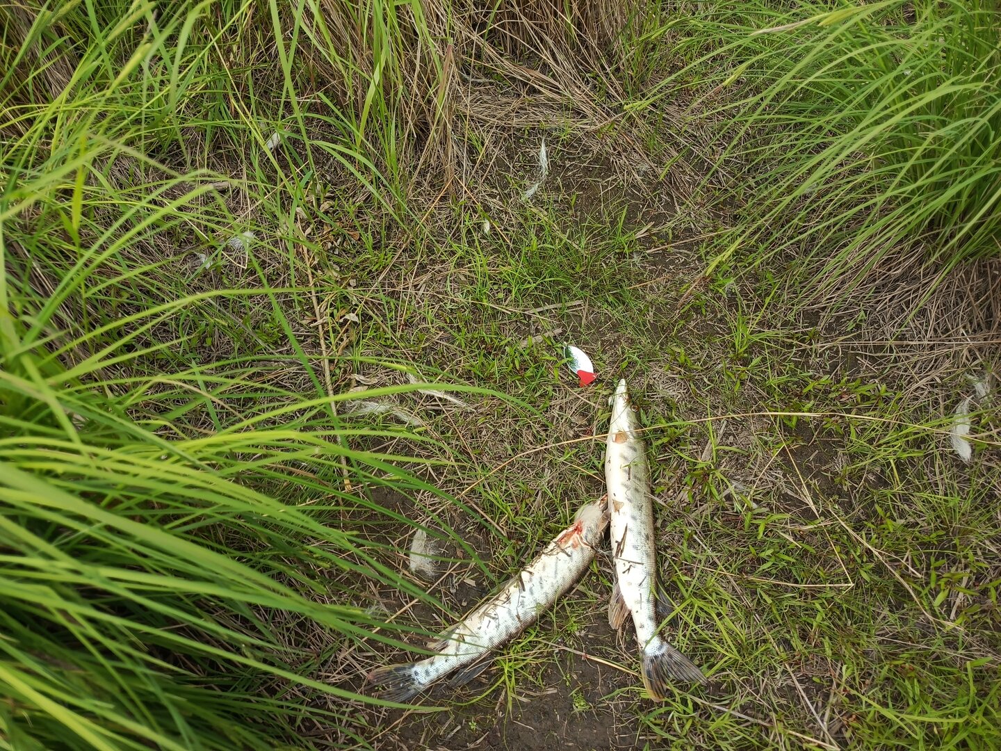 IMG_20250608_200338_242.jpg