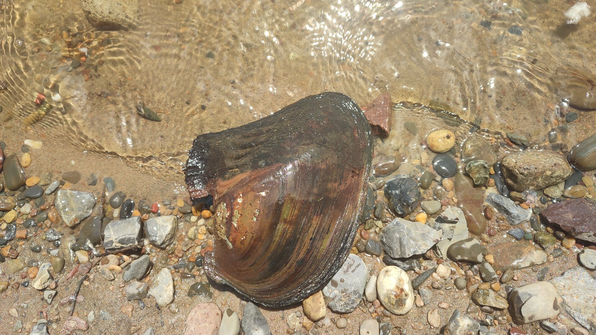 IMG_20250615_122623.jpg