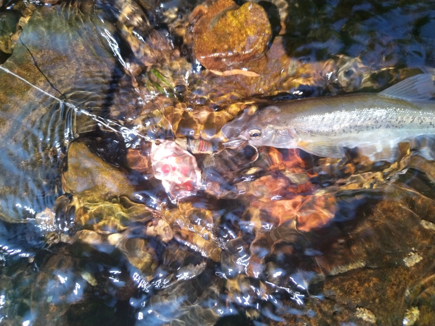 IMG_20250630_100240.jpg