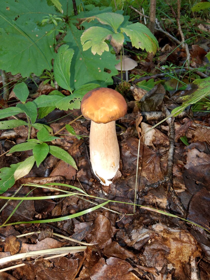 IMG_20250806_081730.jpg
