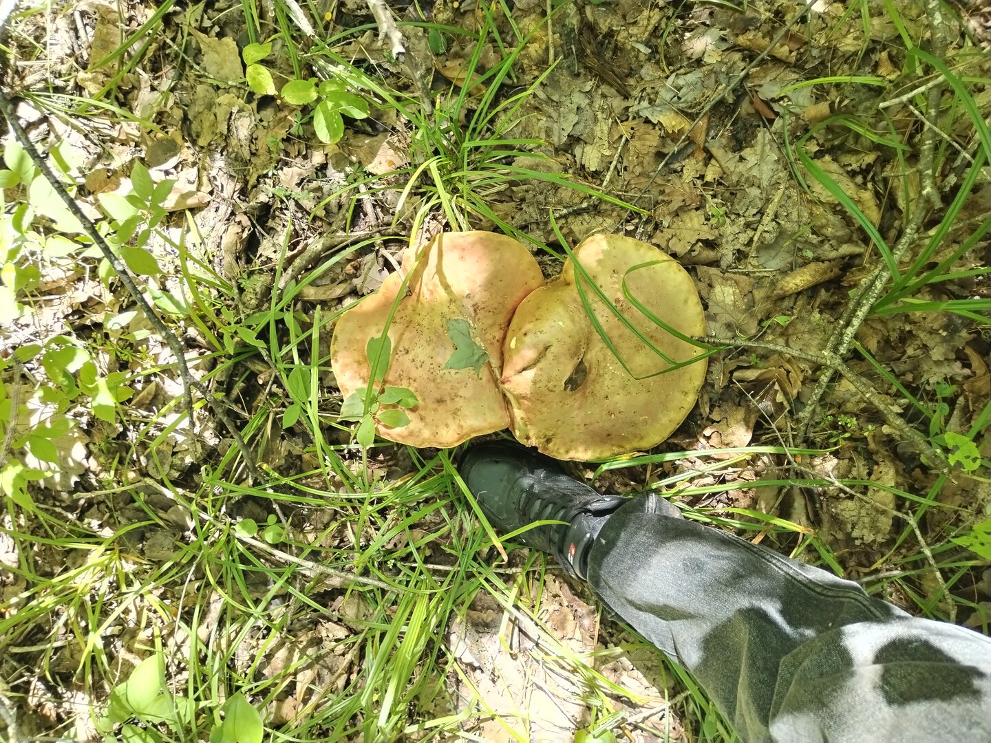 IMG_20250817_135506.jpg
