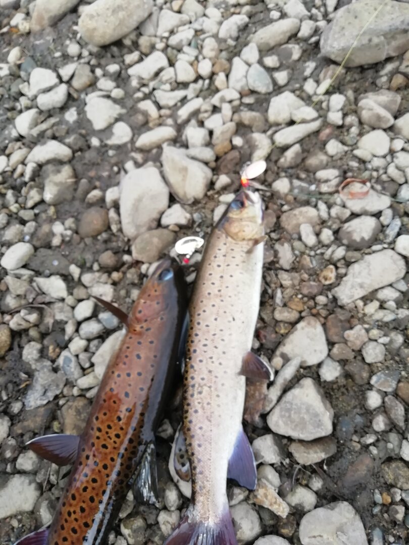 IMG_20251001_100544.jpg