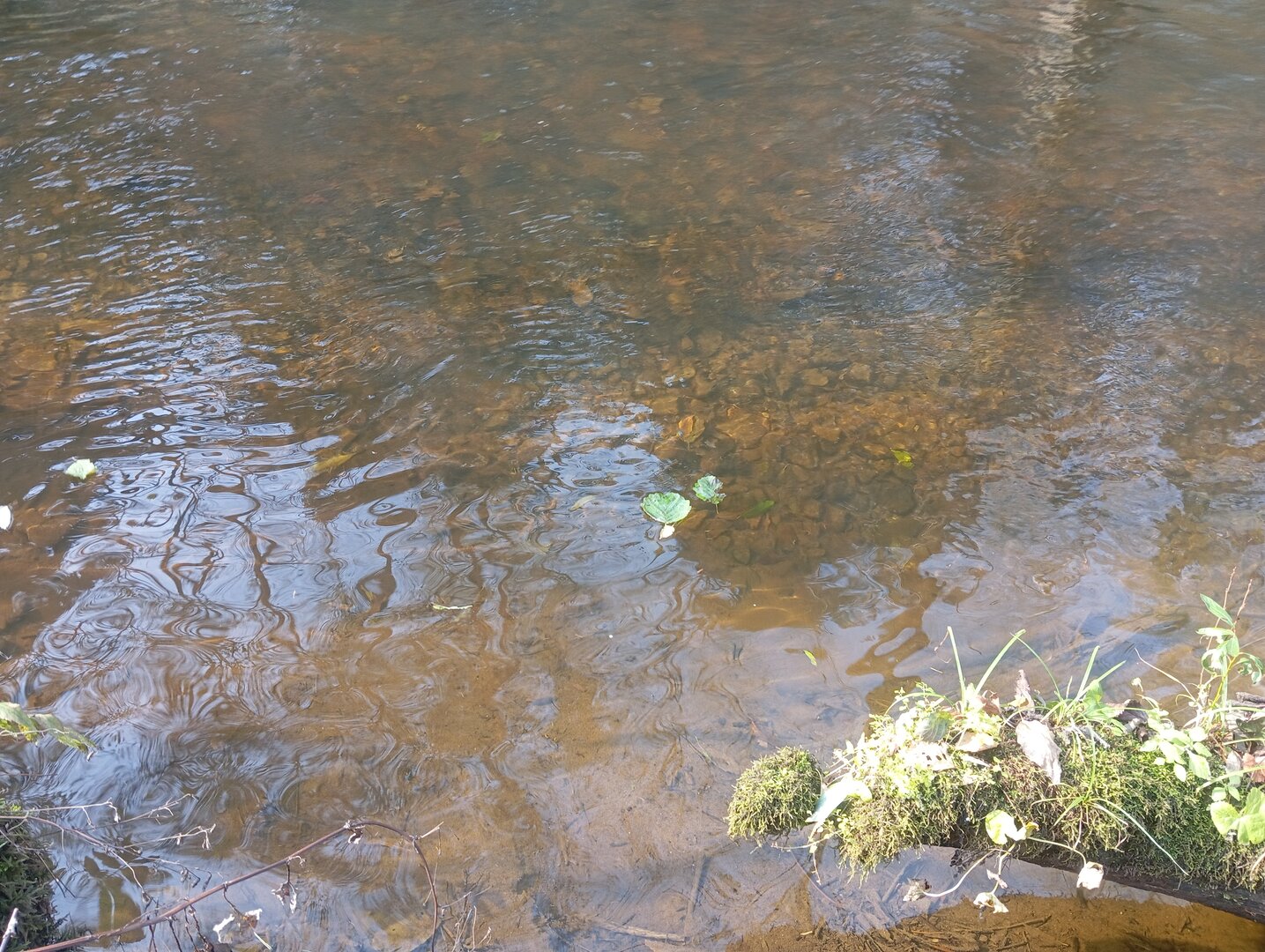 IMG_20251011_110743.jpg