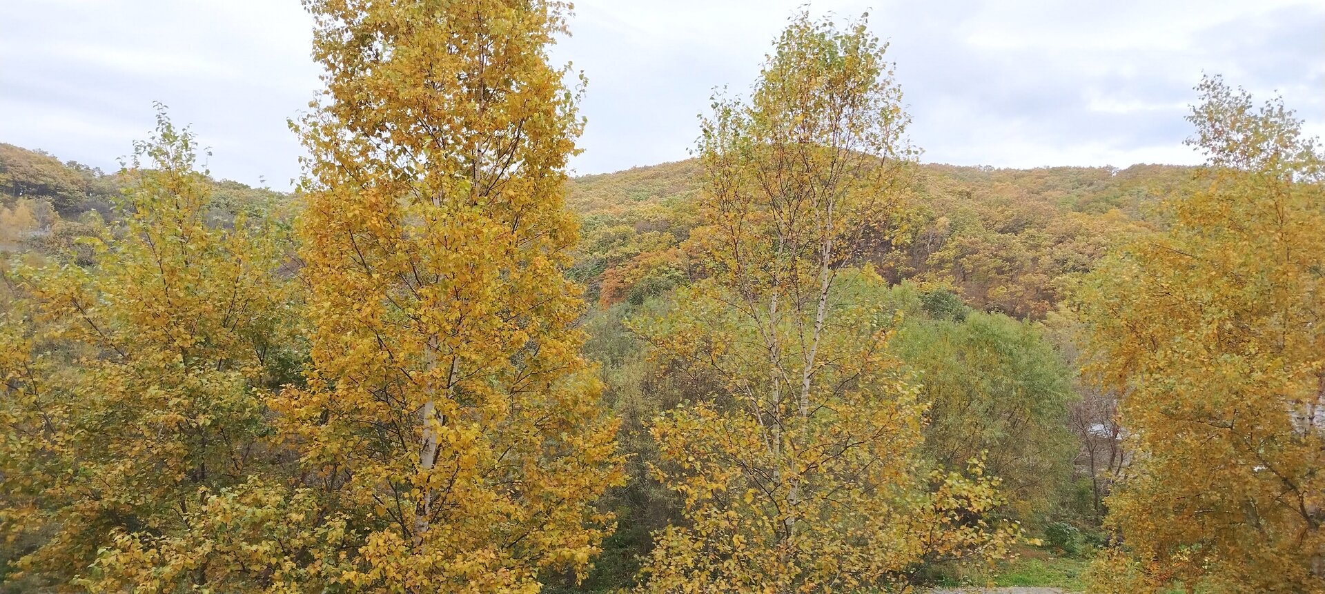 IMG_20251018_103632.jpg