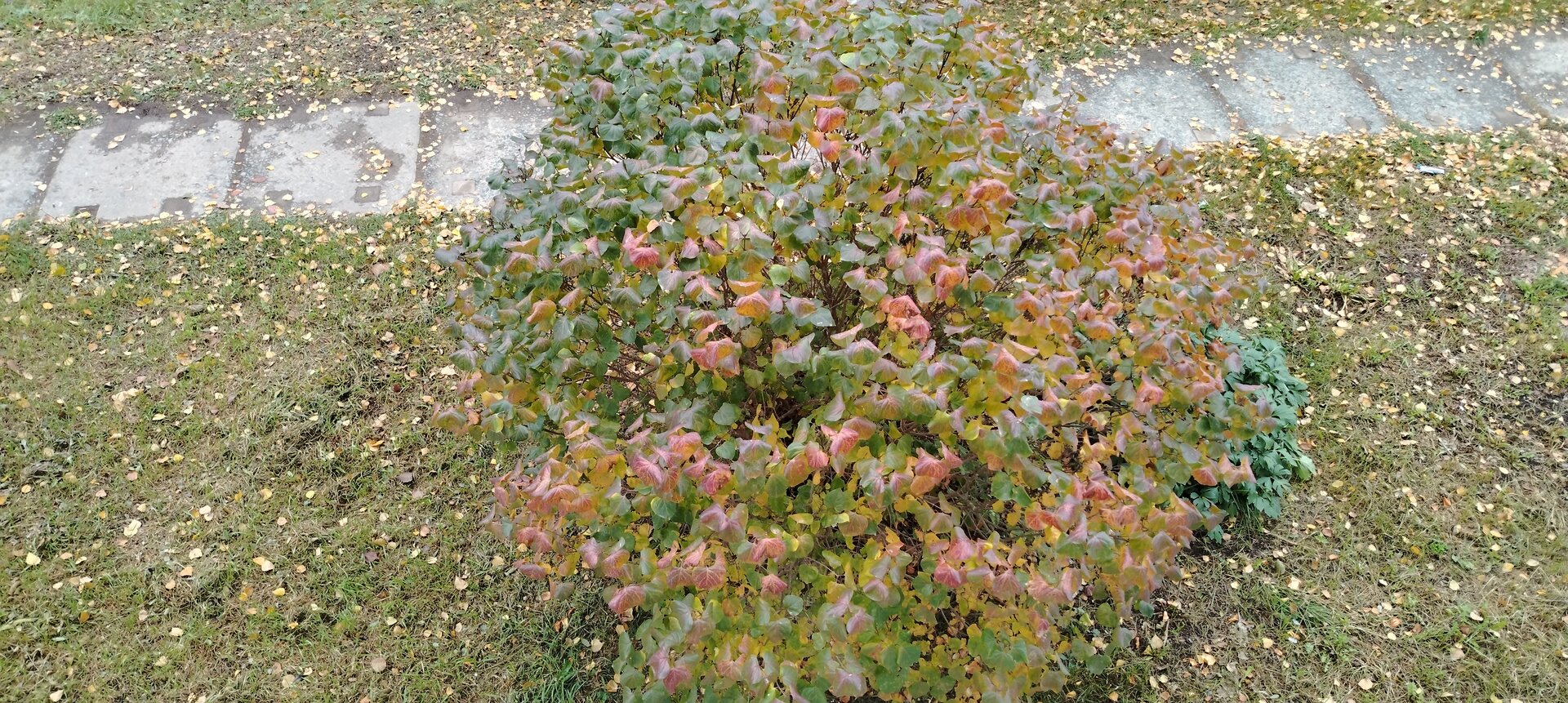 IMG_20251018_103646.jpg