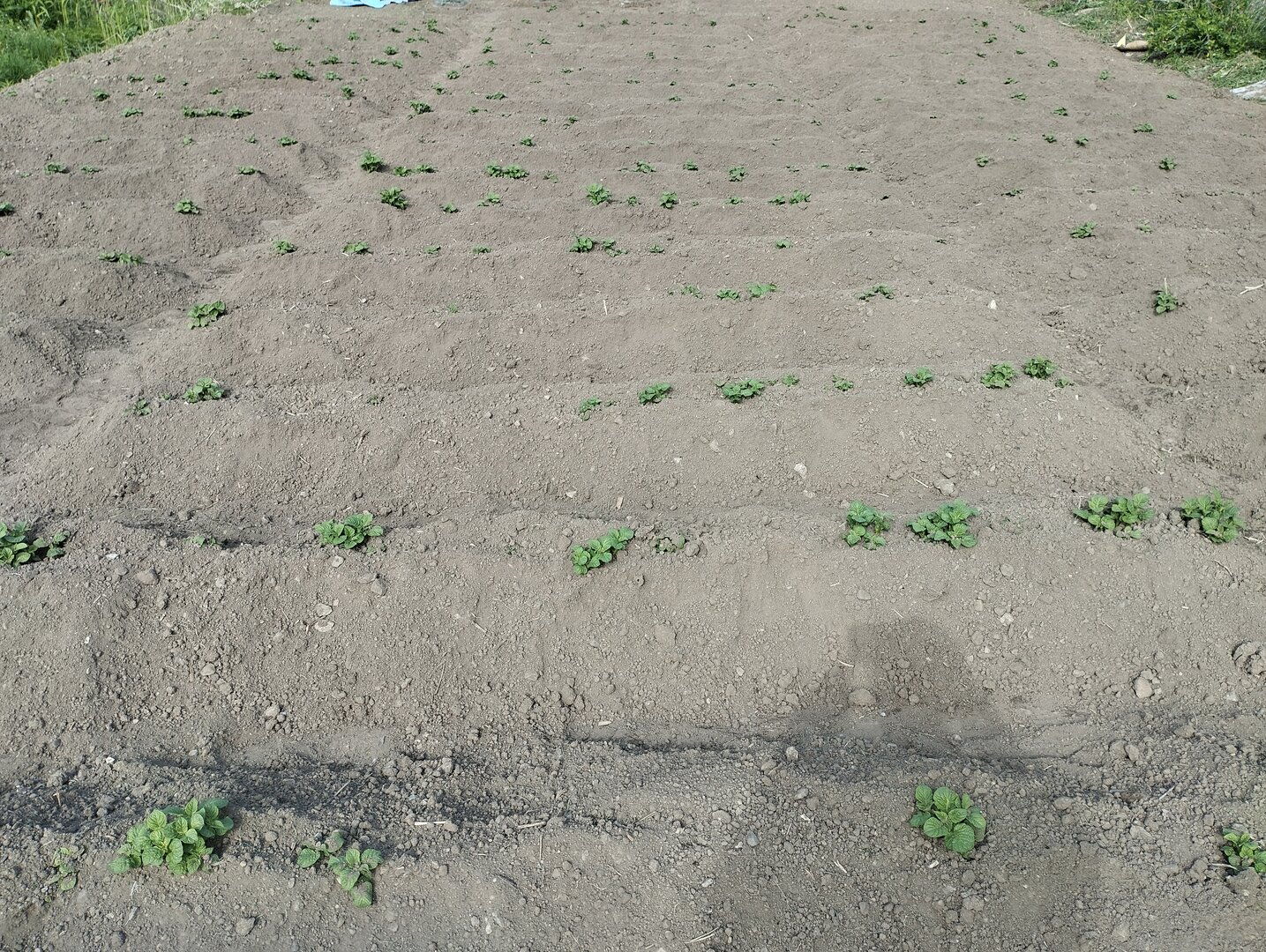 IMG_20260530_165009.jpg