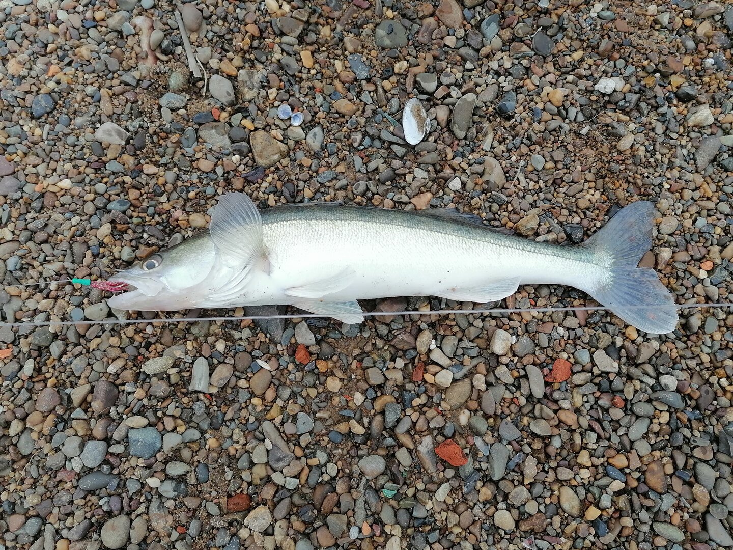 IMG_20260605_065514.jpg
