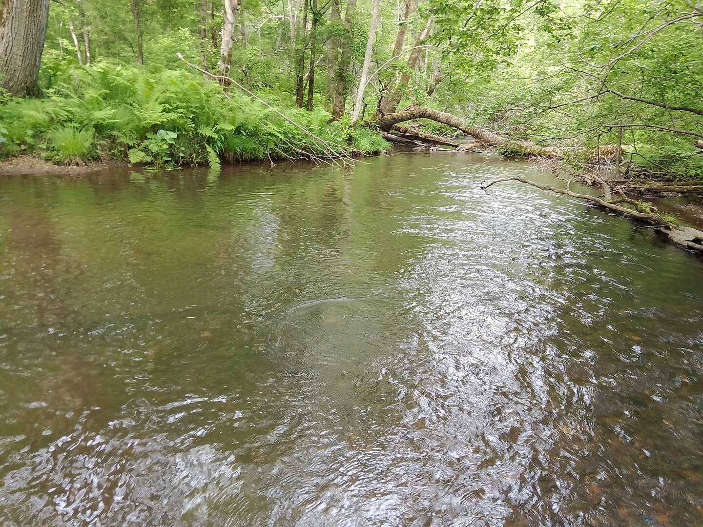 IMG_20260614_090923.jpg