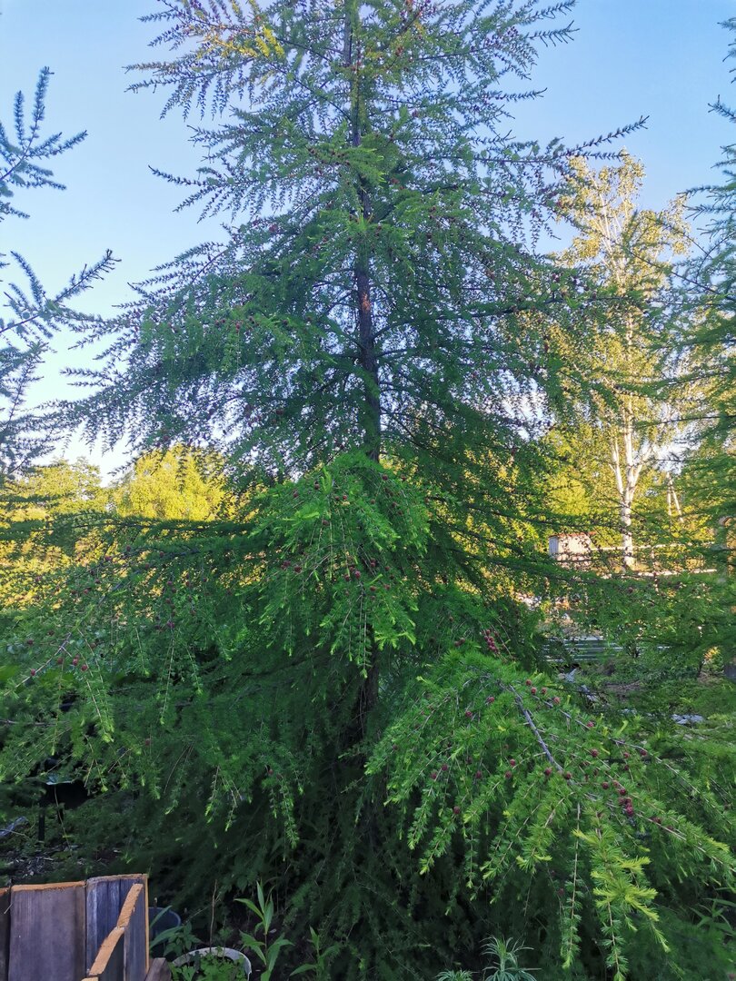 IMG_20260615_191158.jpg