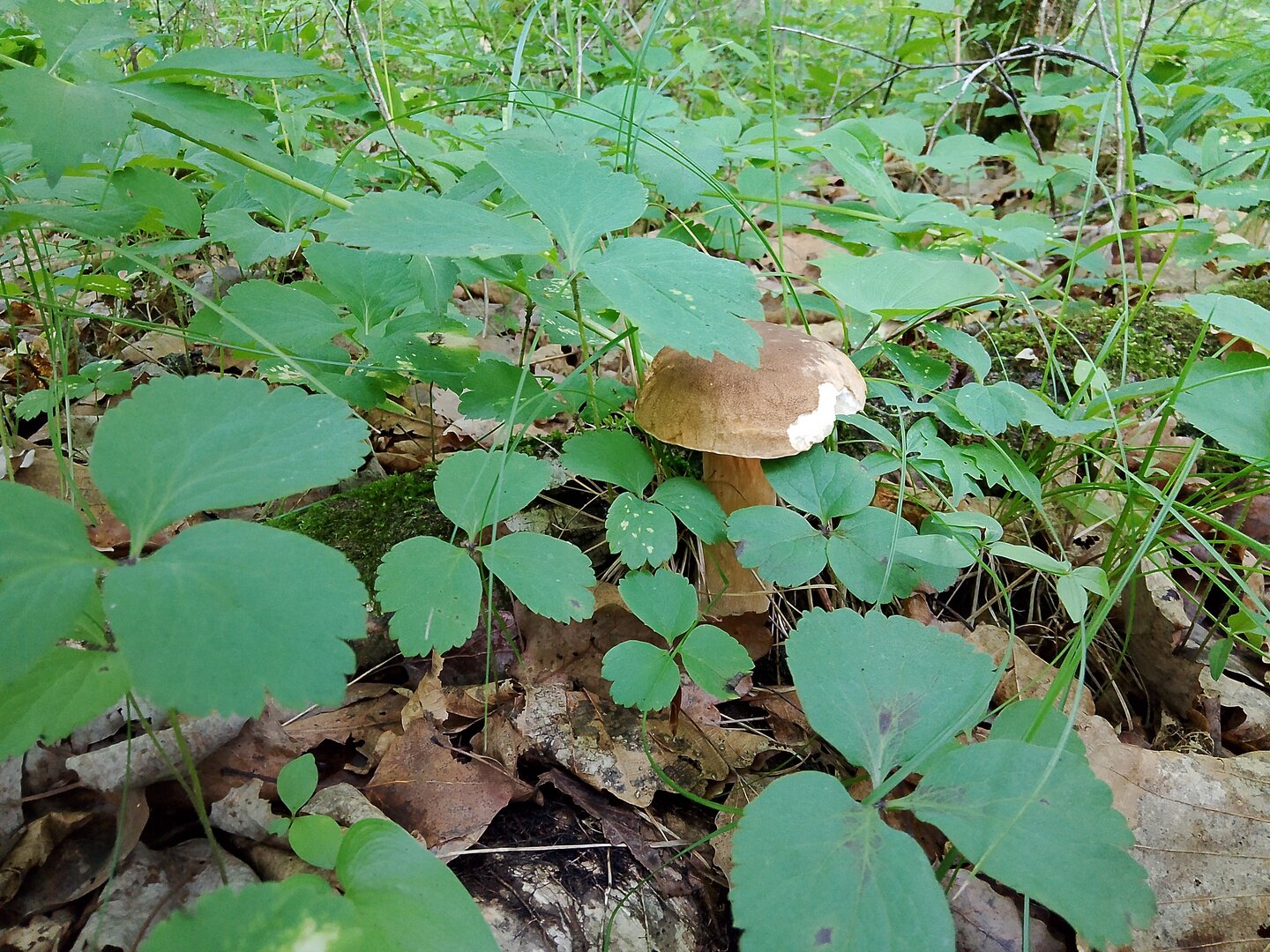 IMG_20260719_074811.jpg