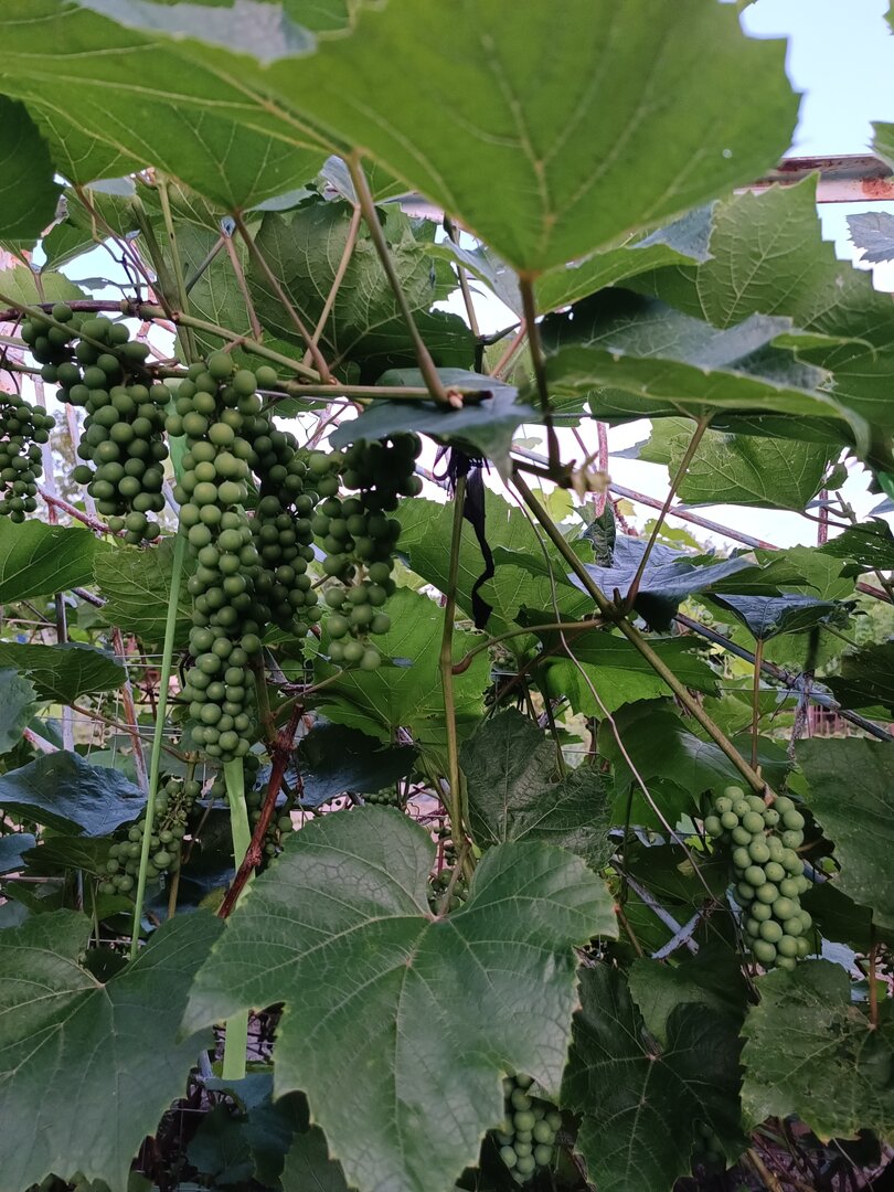 IMG_20260719_204526.jpg