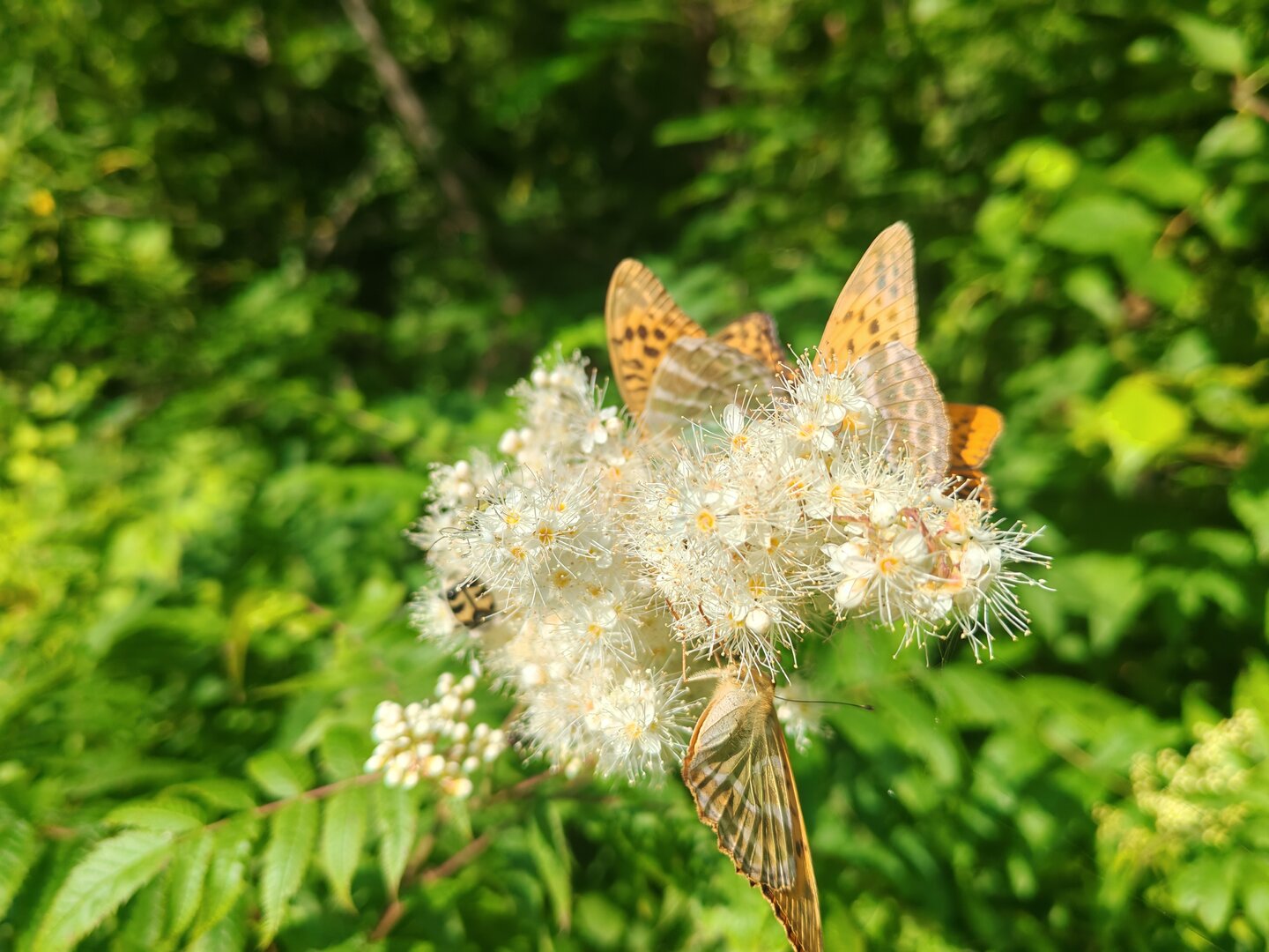 IMG_20260724_084653.jpg