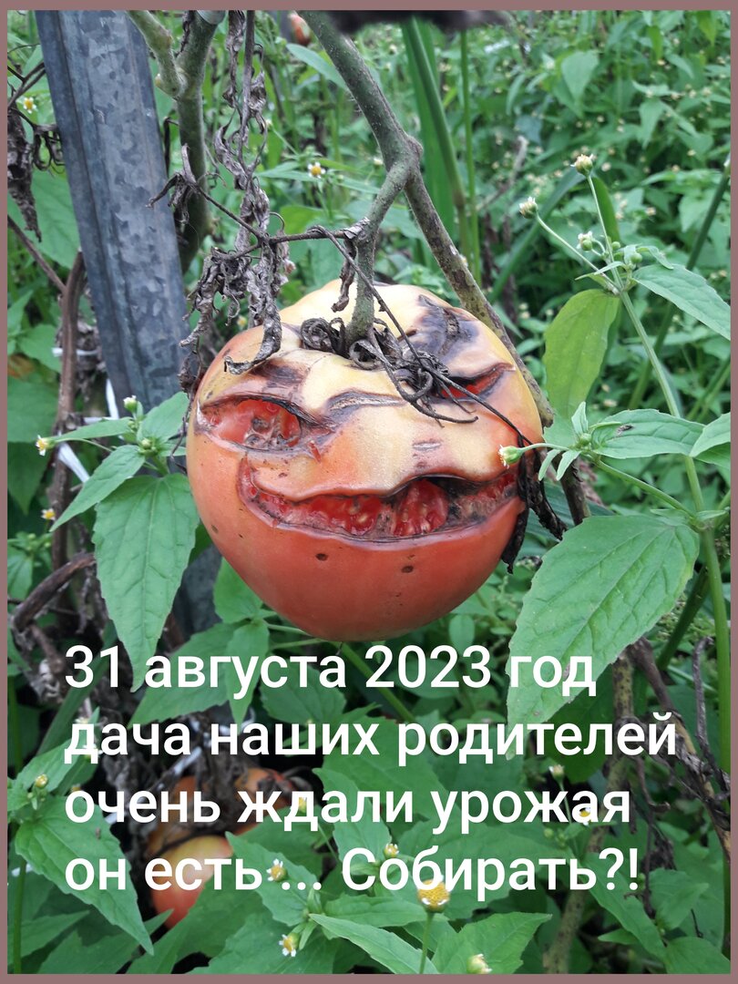 IMG_20260805_234132.jpg