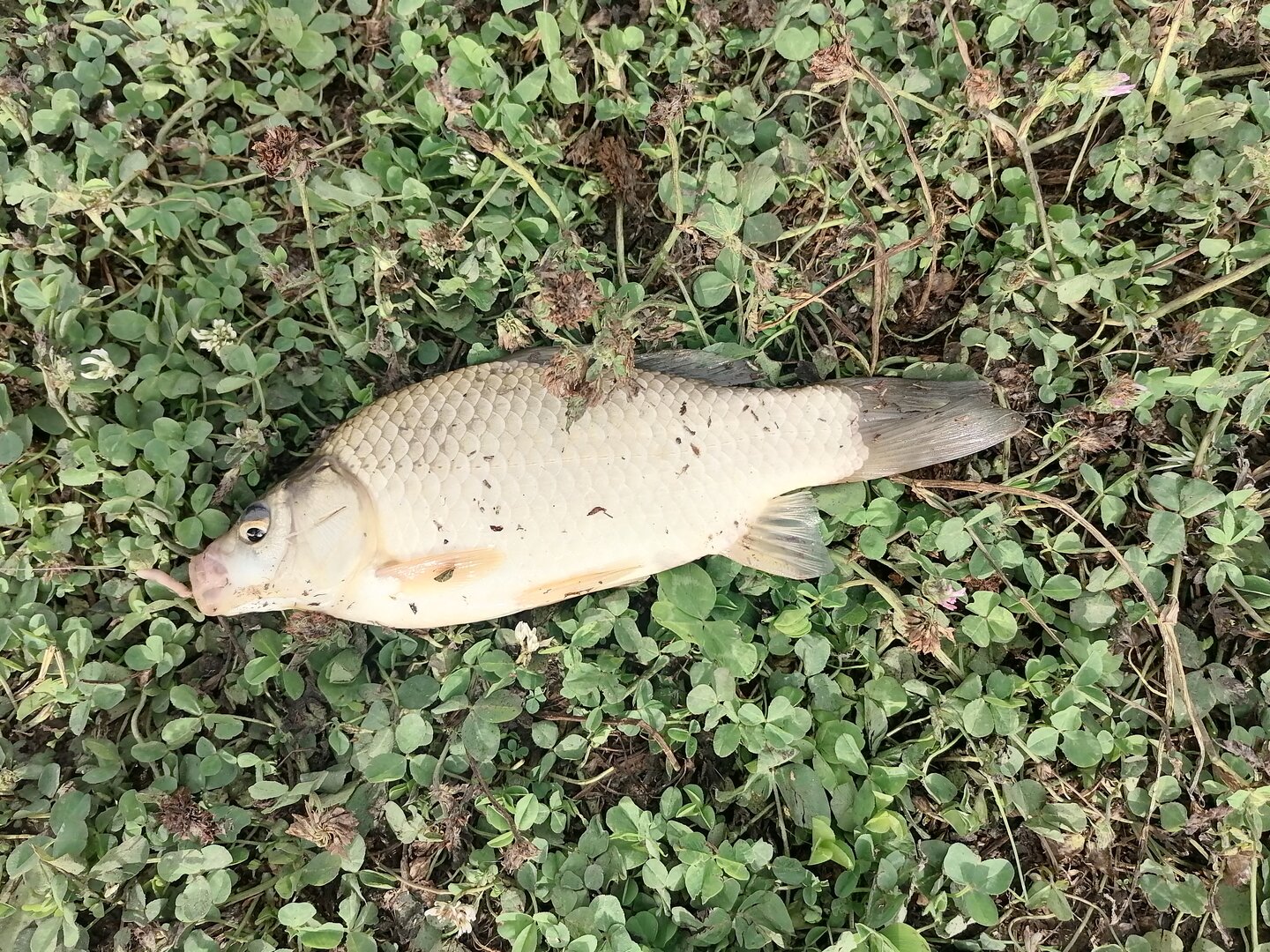 IMG_20260814_084305.jpg