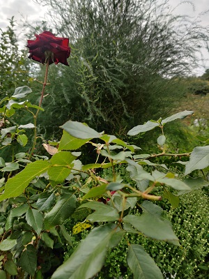 IMG_20260910_111448.jpg