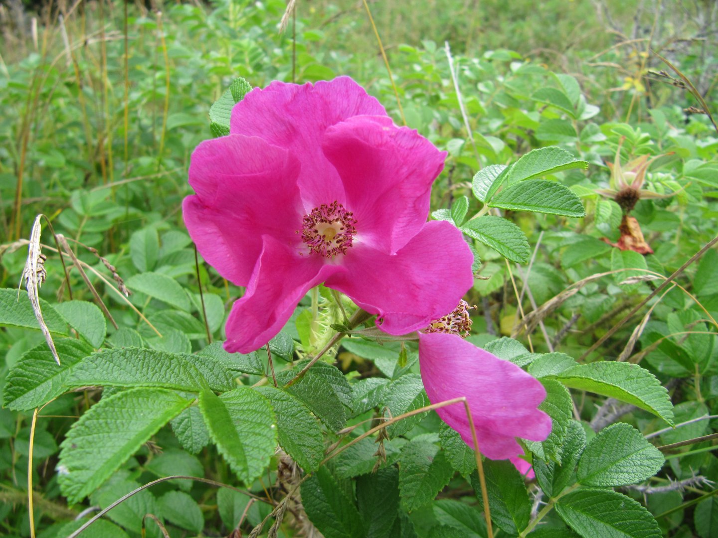 IMG_2057.JPG