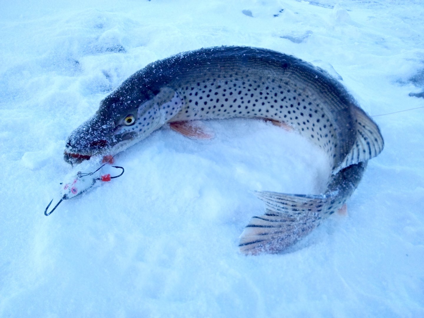 IMG_206_153304.jpg IMG_206_153304.jpg