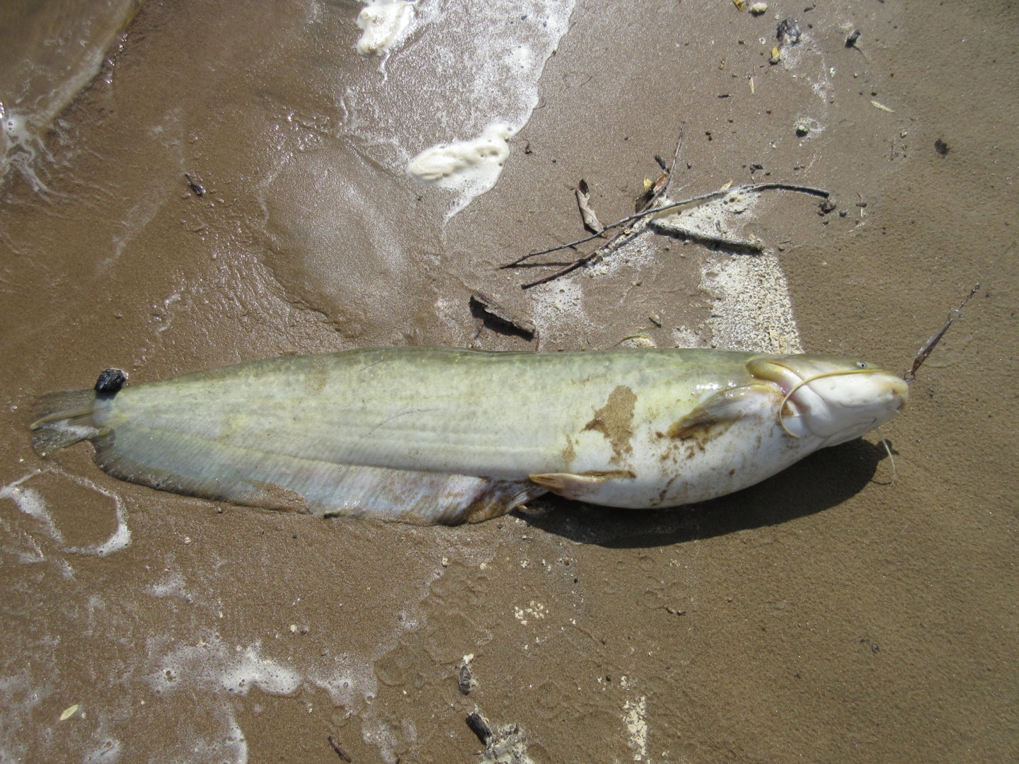 IMG_2261.JPG