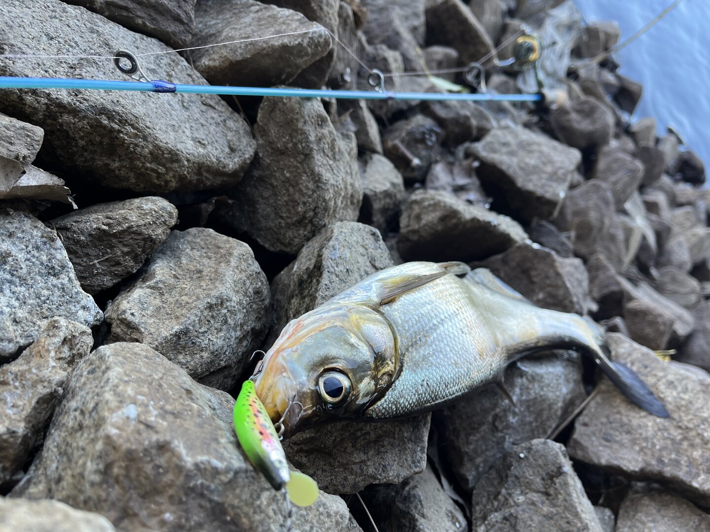 IMG_2602.jpeg IMG_2602.jpeg